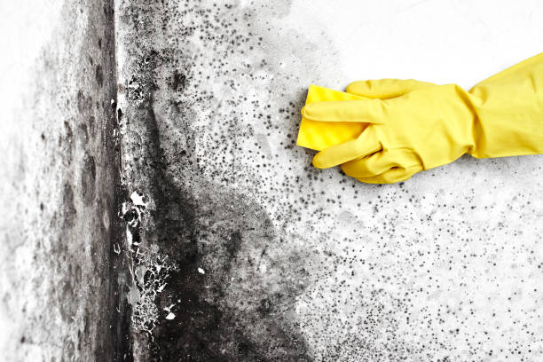 Best Mold Removal for HVAC Installations  in Laredo, TX